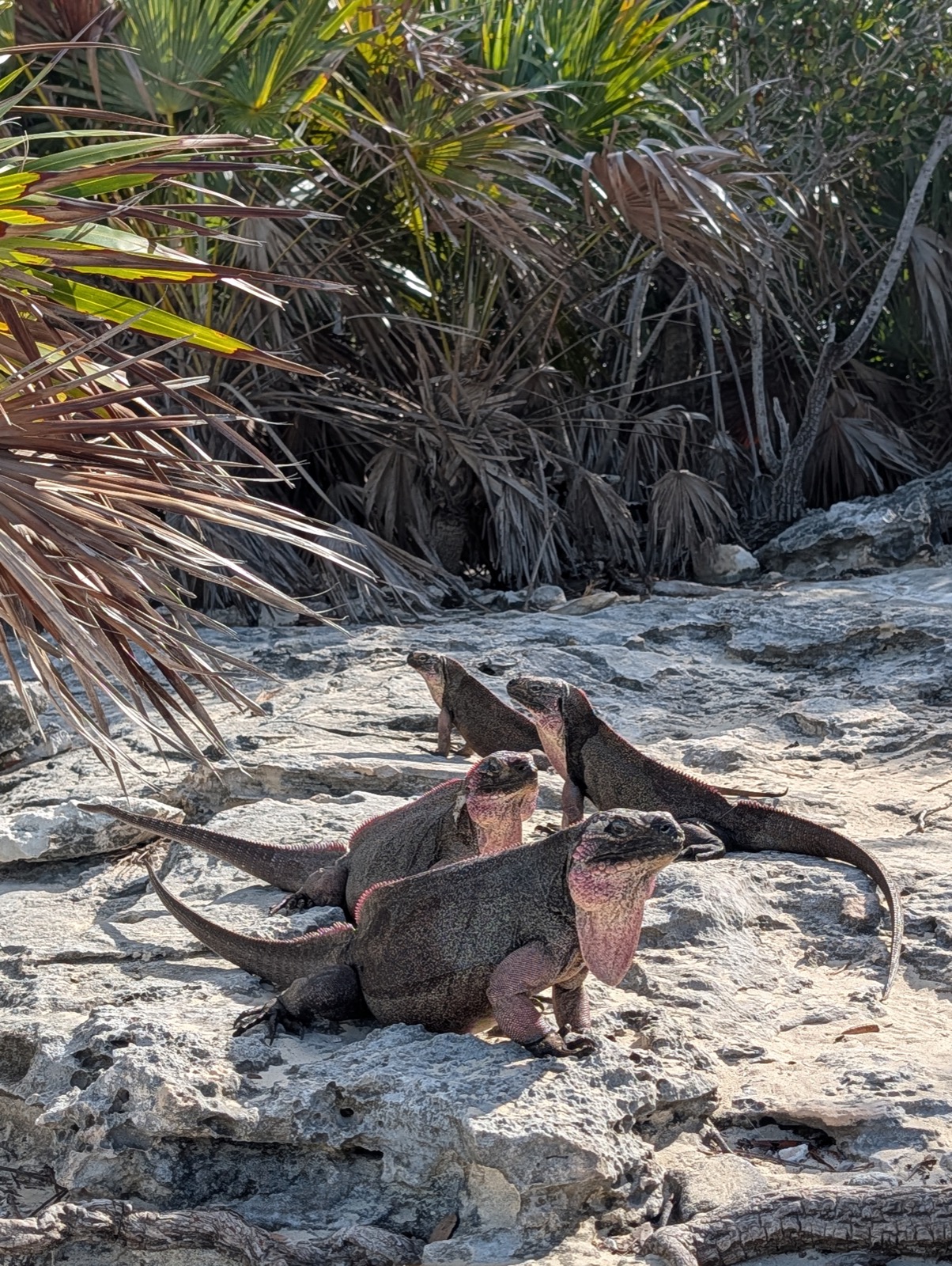Four Allen's Cay rock iguanas on pale limestone rock under palms