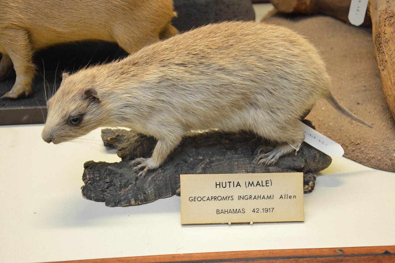 A stuffed Bahamian hutia standing on a dark log, with a museum label reading 'Hutia (male) Geocapromys ingrahami'