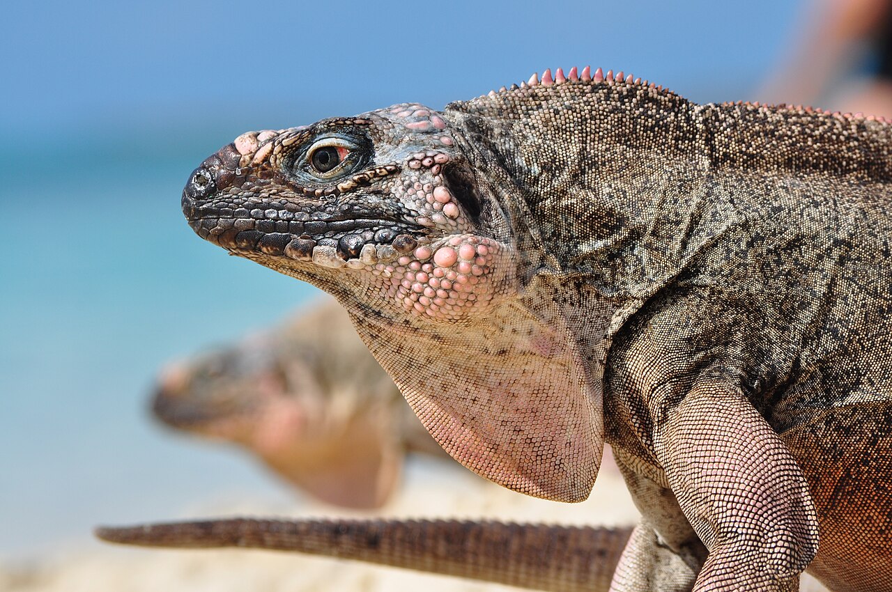 Close-up of an Allen's Cay rock iguana with pink-tipped crest spines, with a second iguana blurred behind it and a turquoise sea behind