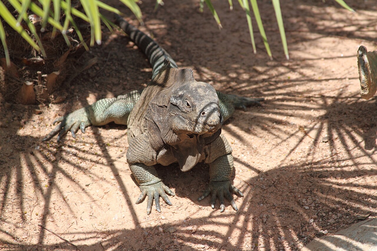 An Exuma Island iguana on sand in the shade of palm fronds, facing the camera