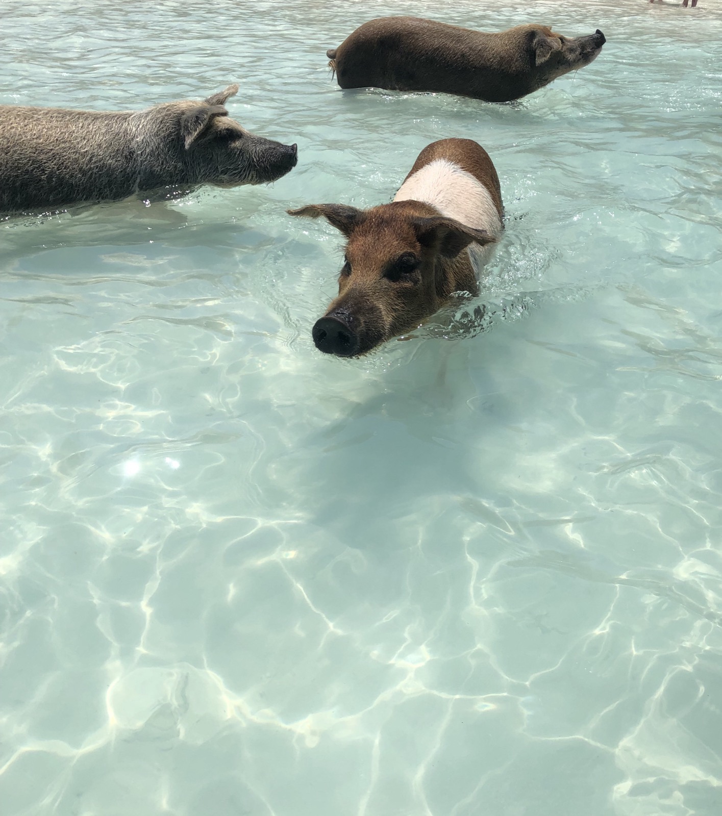 Three pigs swimming in clear shallow water at Big Major Cay, Bahamas, one with a white belly patch