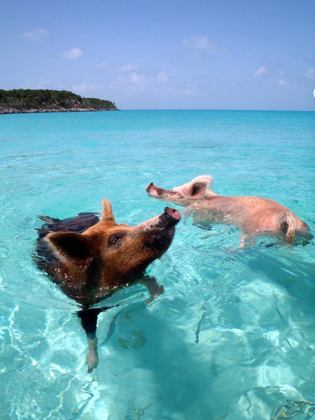 Pigs swimming in the sea in the Exumas, Bahamas