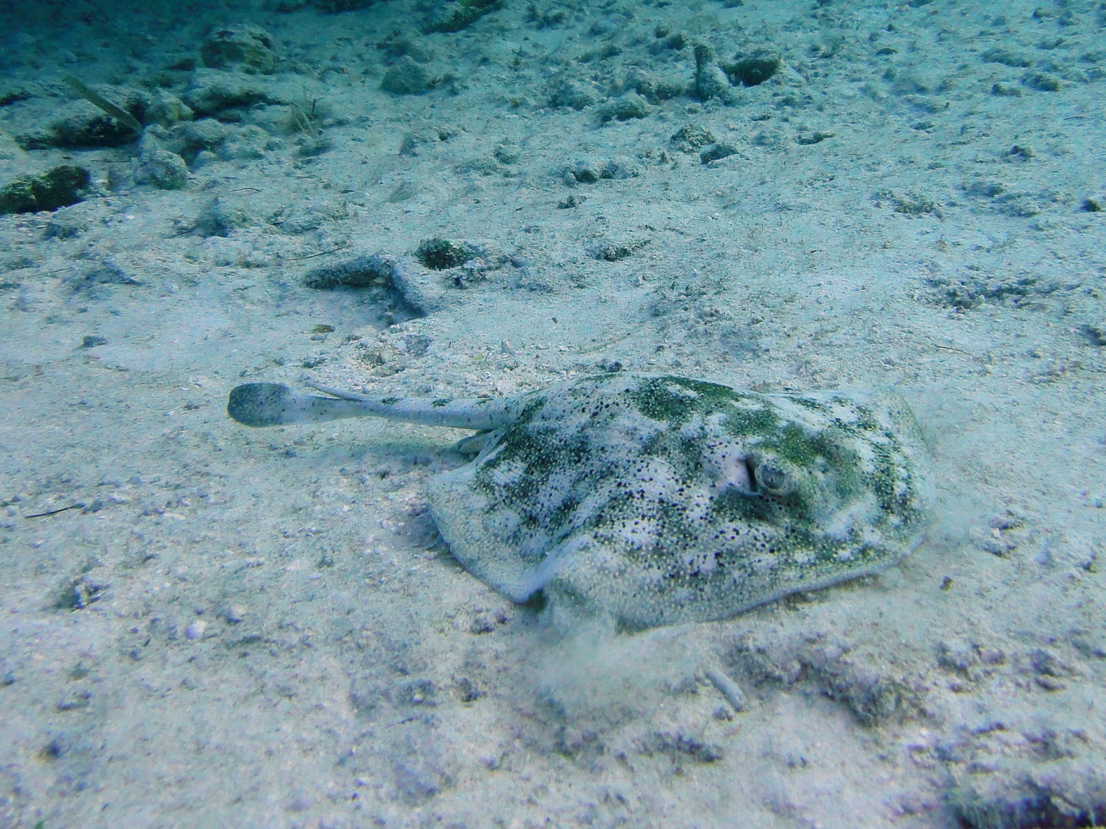 Yellow stingray lying on pale sand on the seabed in clear Bahamian water