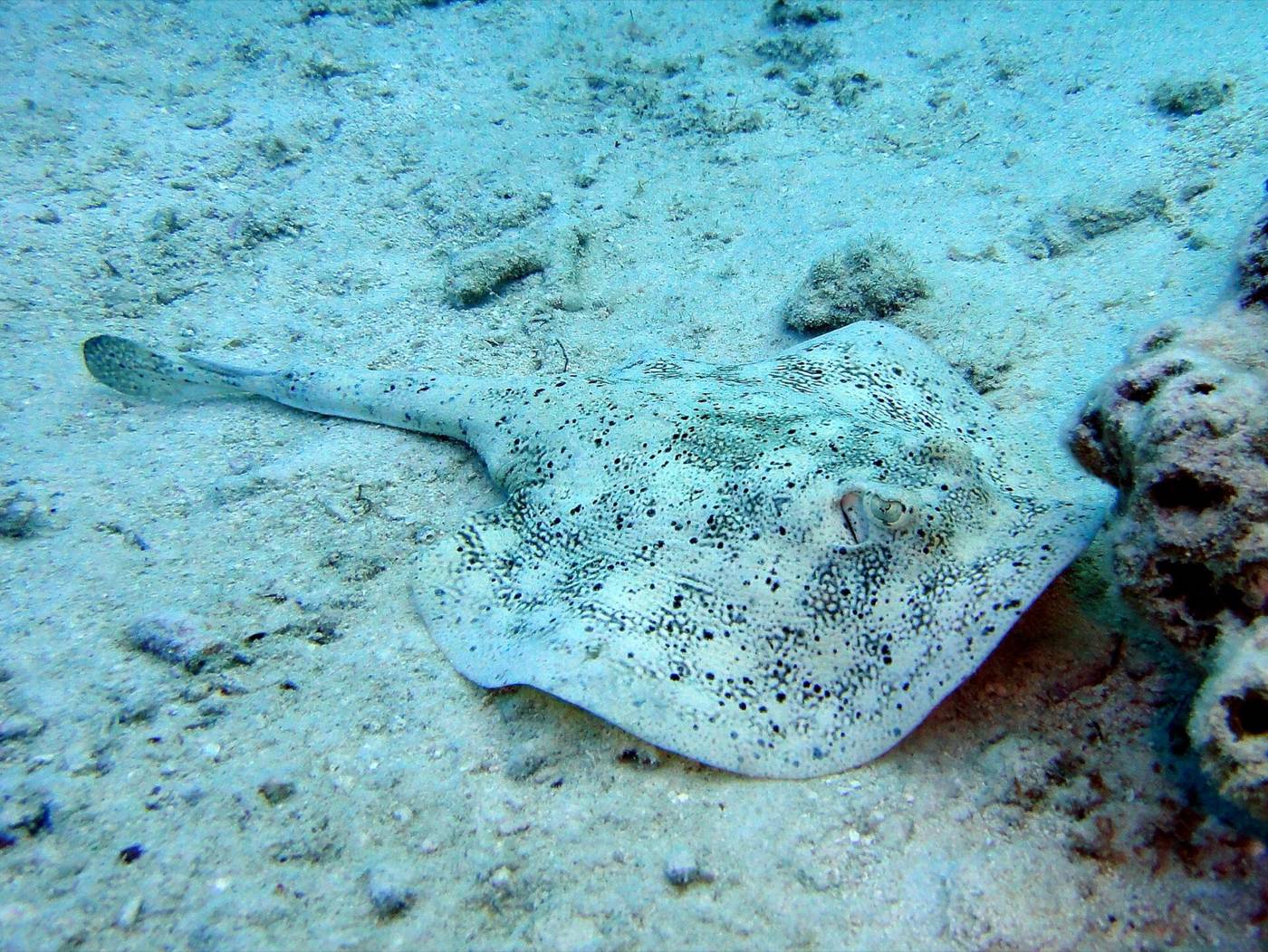 Spotted yellow stingray resting on pale sand in shallow Bahamas water
