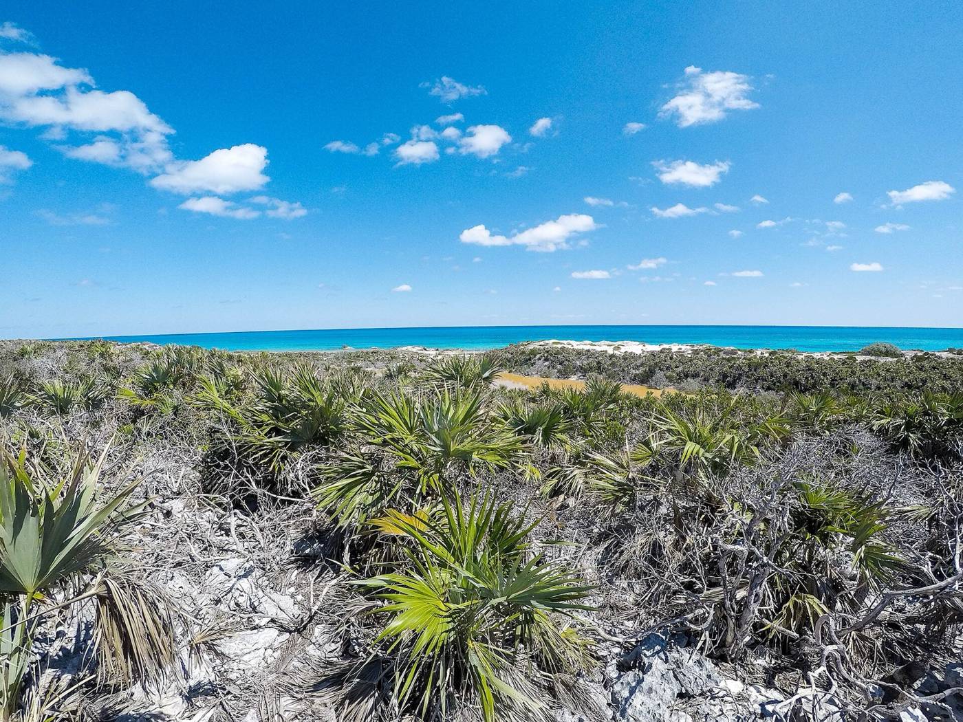 Low palmetto scrub on white sand dunes with turquoise sea beyond, Exuma park land