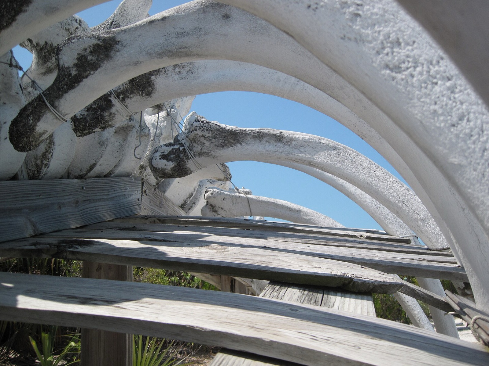 White sperm whale skeleton ribs on display at Warderick Wells