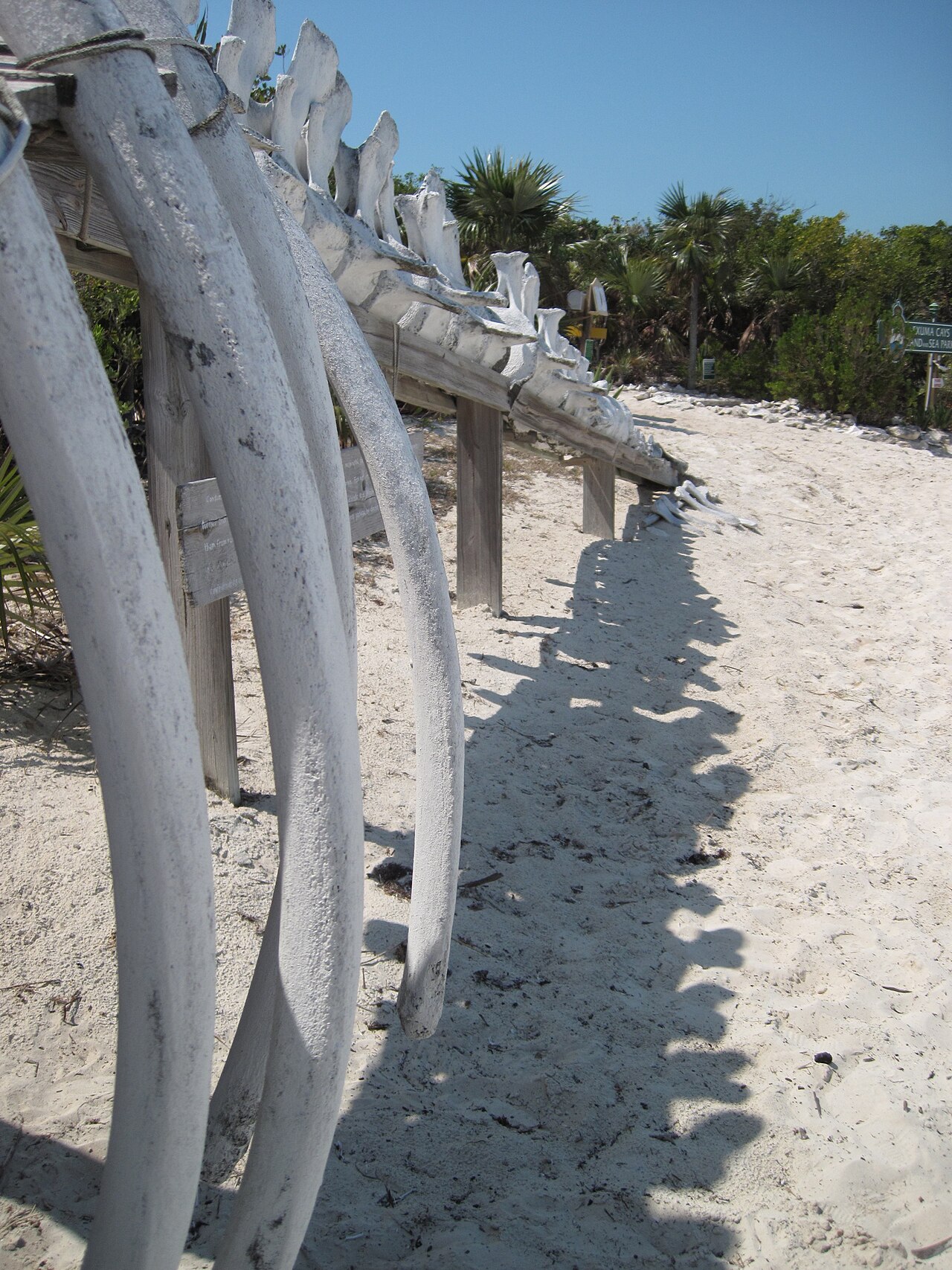 A whale skeleton displayed on a sandy beach at Warderick Wells, with an Exuma Cays Land and Sea Park sign at the right edge