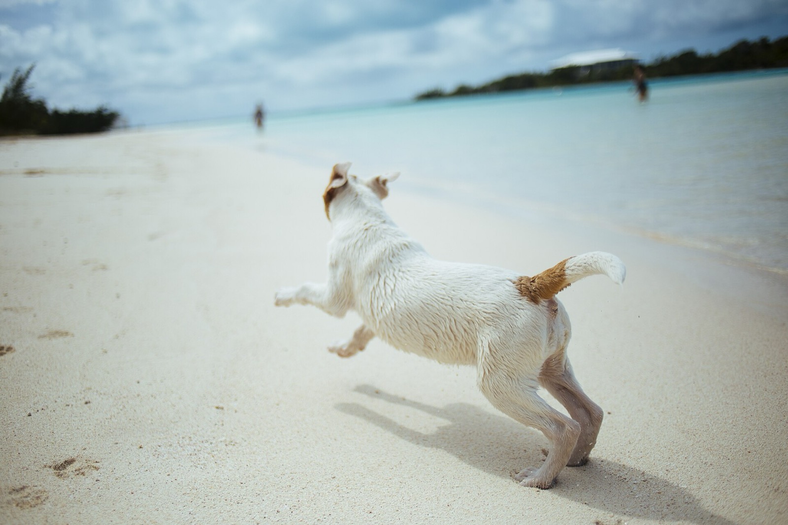 A white dog with tan ears runs along a white-sand beach toward turquoise shallow water