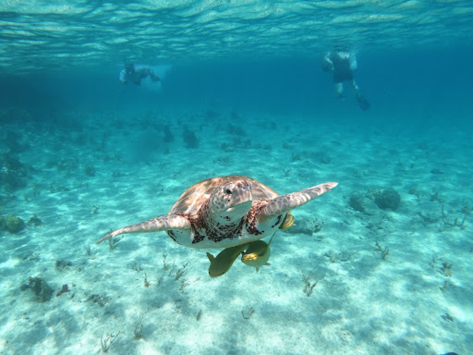 Sea turtle swimming over sand in clear water off Little Farmer's Cay