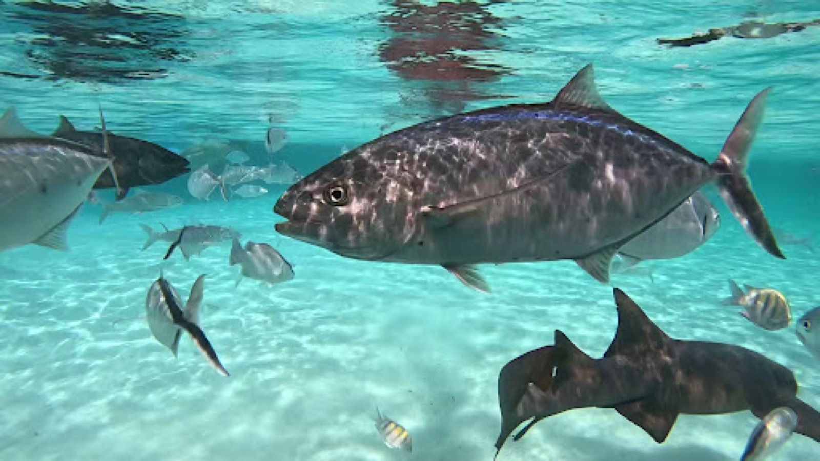 Underwater jack and shark over sand among reef fish