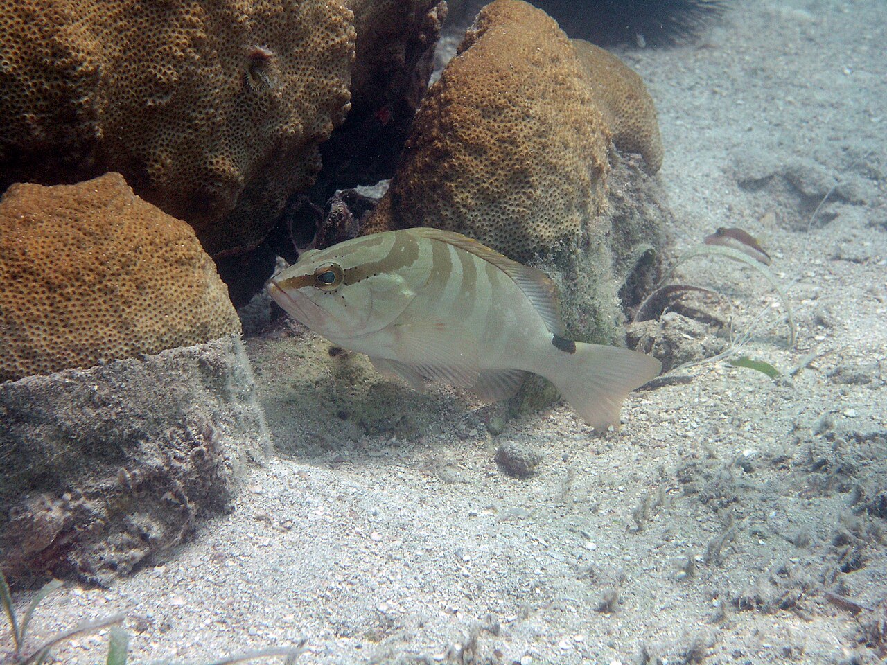A banded Nassau grouper resting by coral heads on a sandy seabed