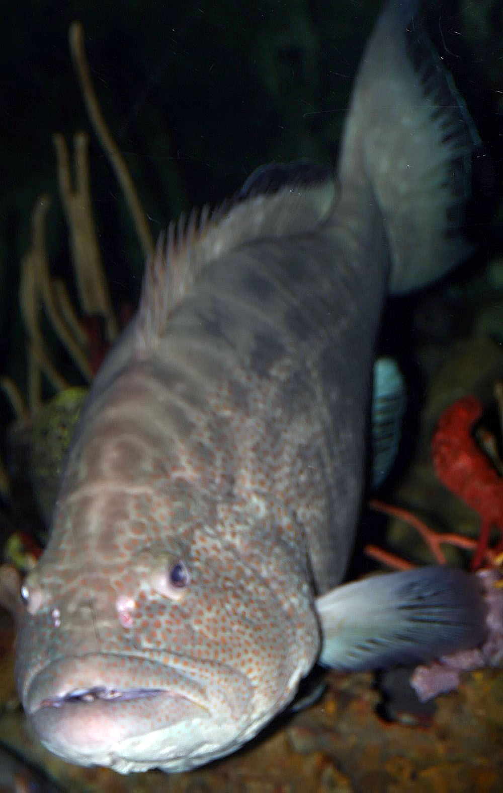 Large Nassau grouper with mottled grey-brown and orange-spotted skin, photographed against a dark background