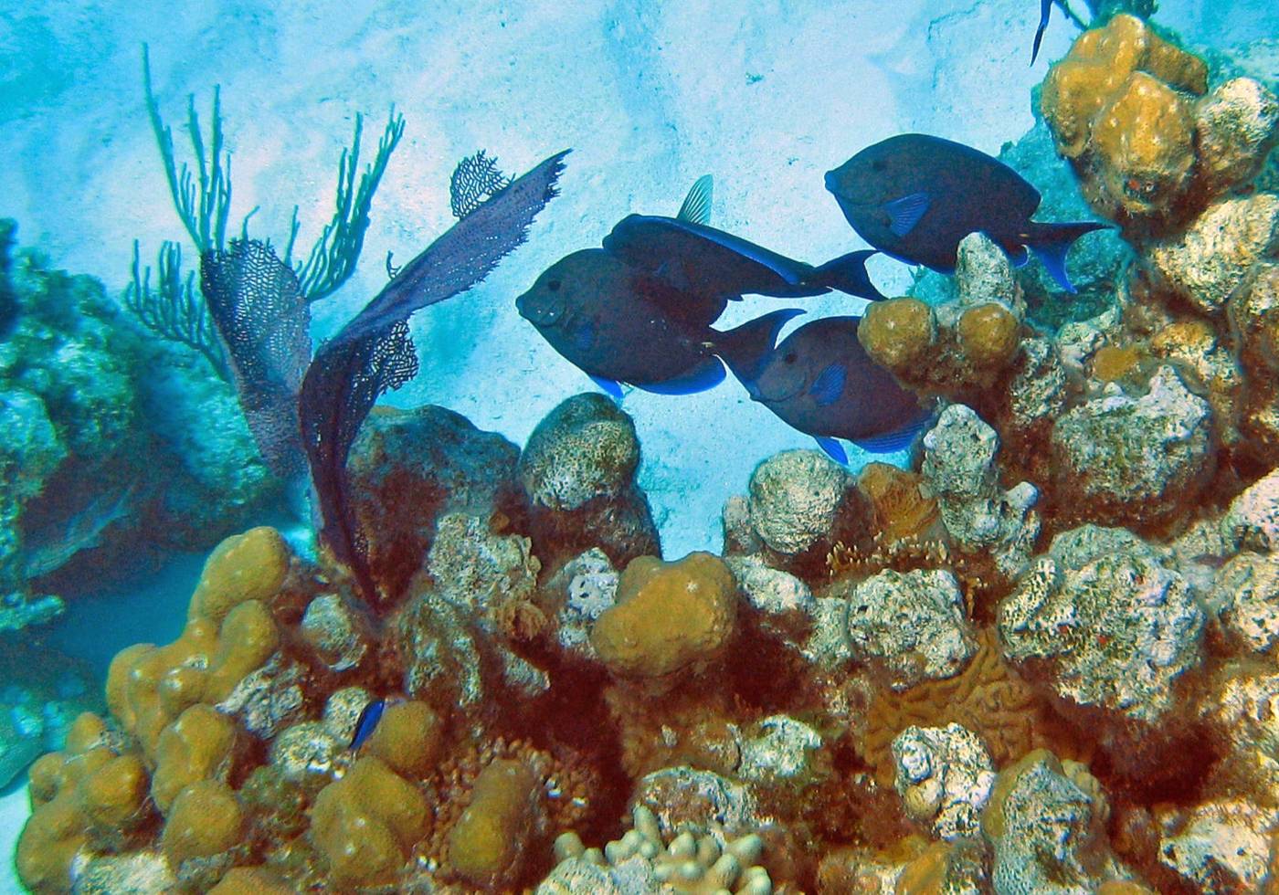Blue tang reef fish swimming over coral heads and sea fans in clear Bahamas water