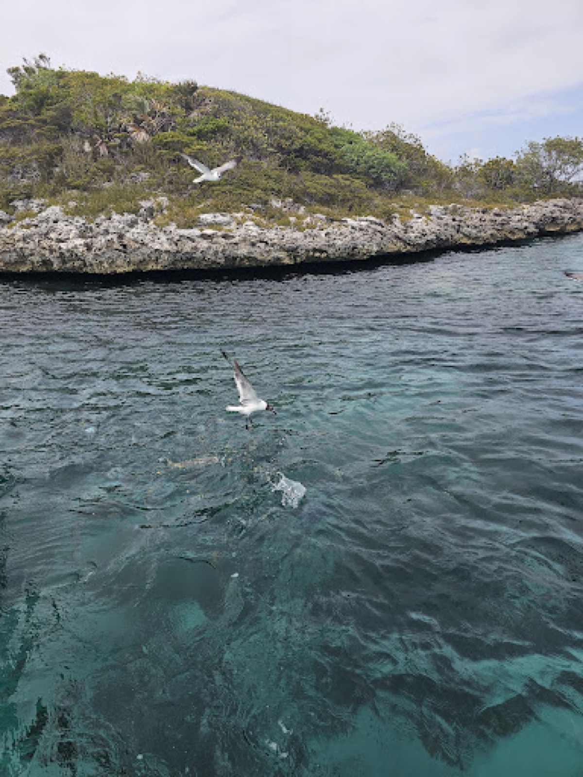 Rocky cay shoreline with gulls flying over clear green water in the Exumas