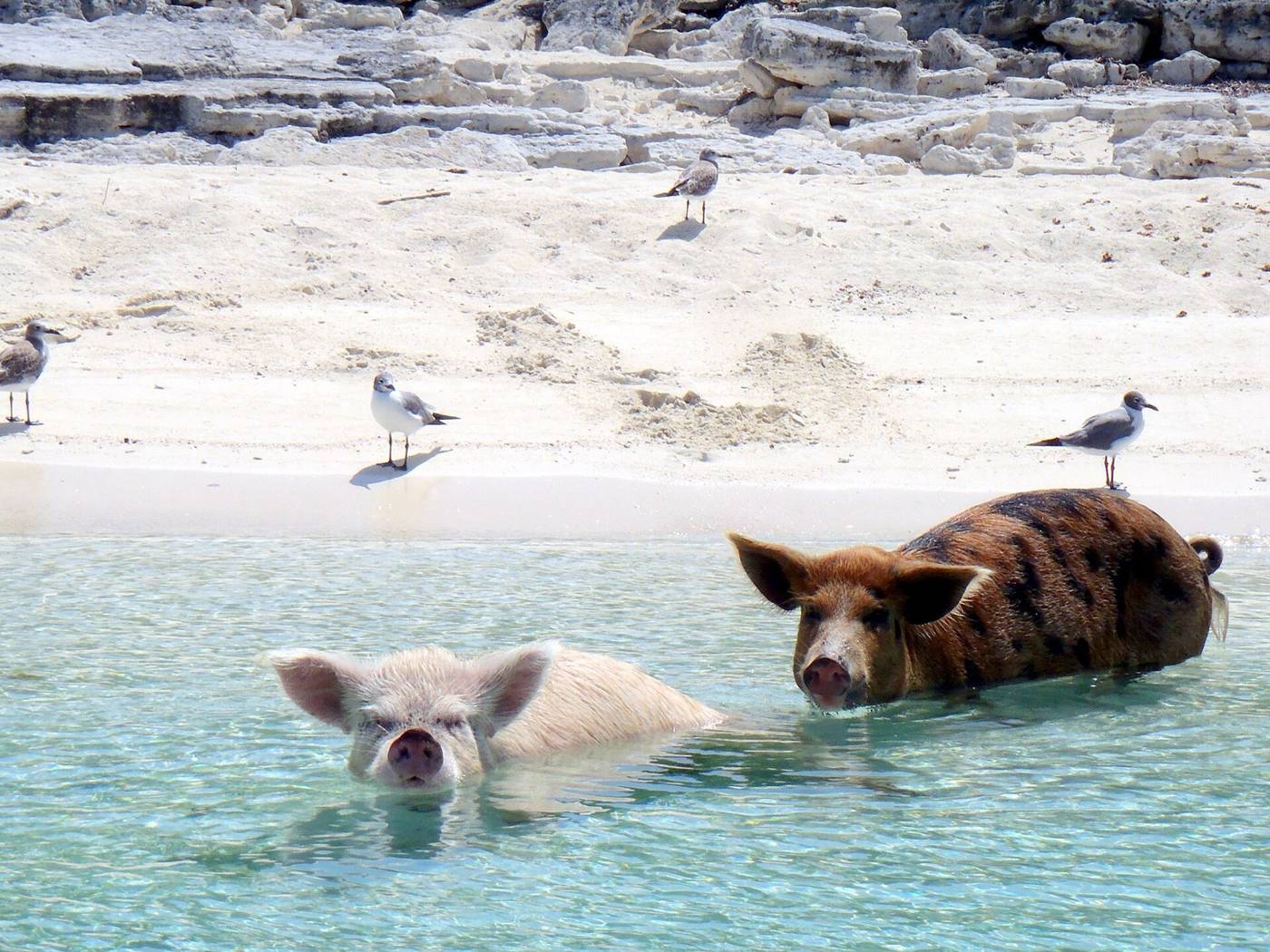 Two pigs wading in clear turquoise water with gulls on the white sand beyond