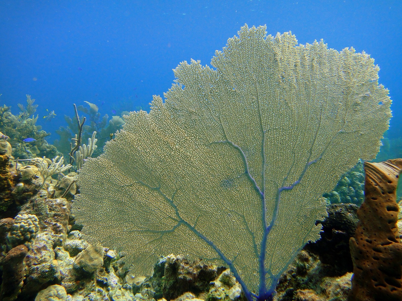 Large fan coral on a reef in the Exuma Cays, seen underwater