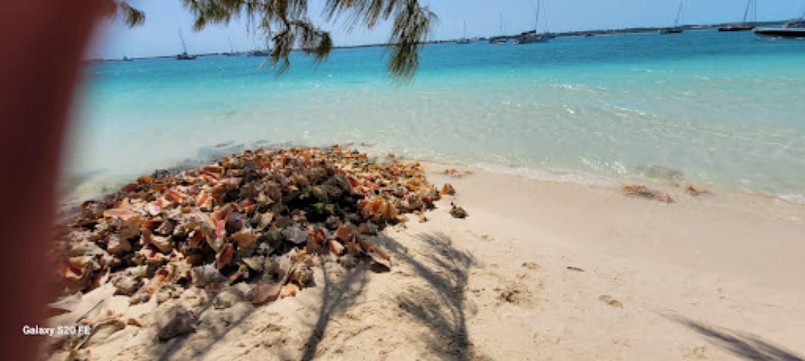 Pile of conch shells on a sandy beach beside shallow turquoise water, Stocking Island