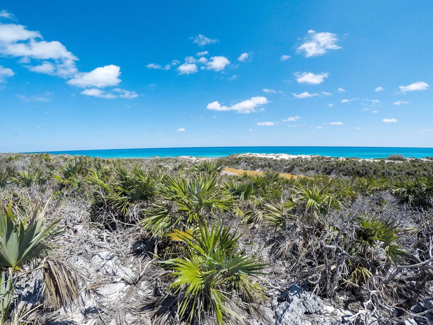 Sea and scrub with sabal palms on a sandy cay under blue sky, no people