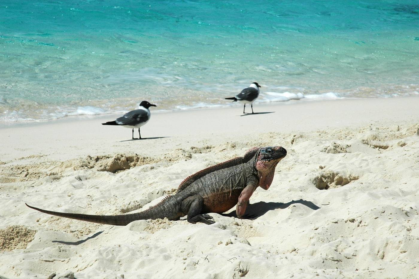 Rock iguana on white sand with two laughing gulls at the turquoise waterline